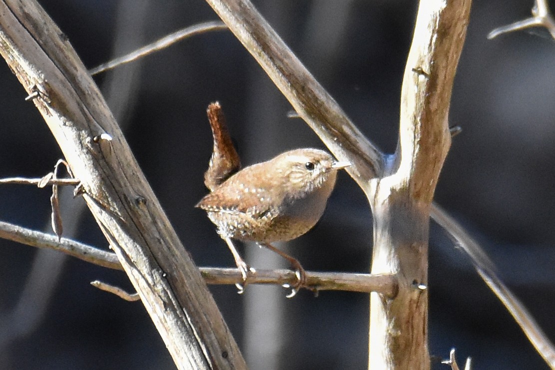 Winter Wren - ML645801336