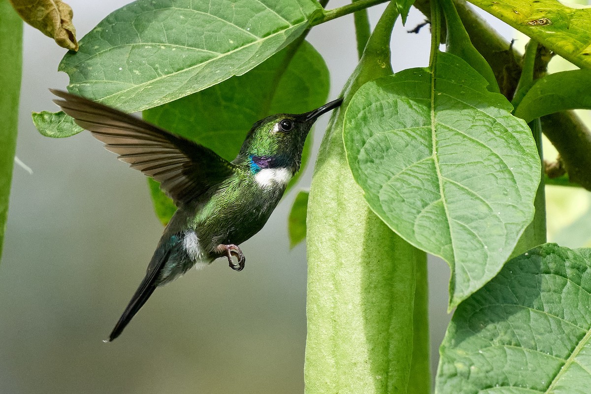 White-throated Daggerbill - ML645801337