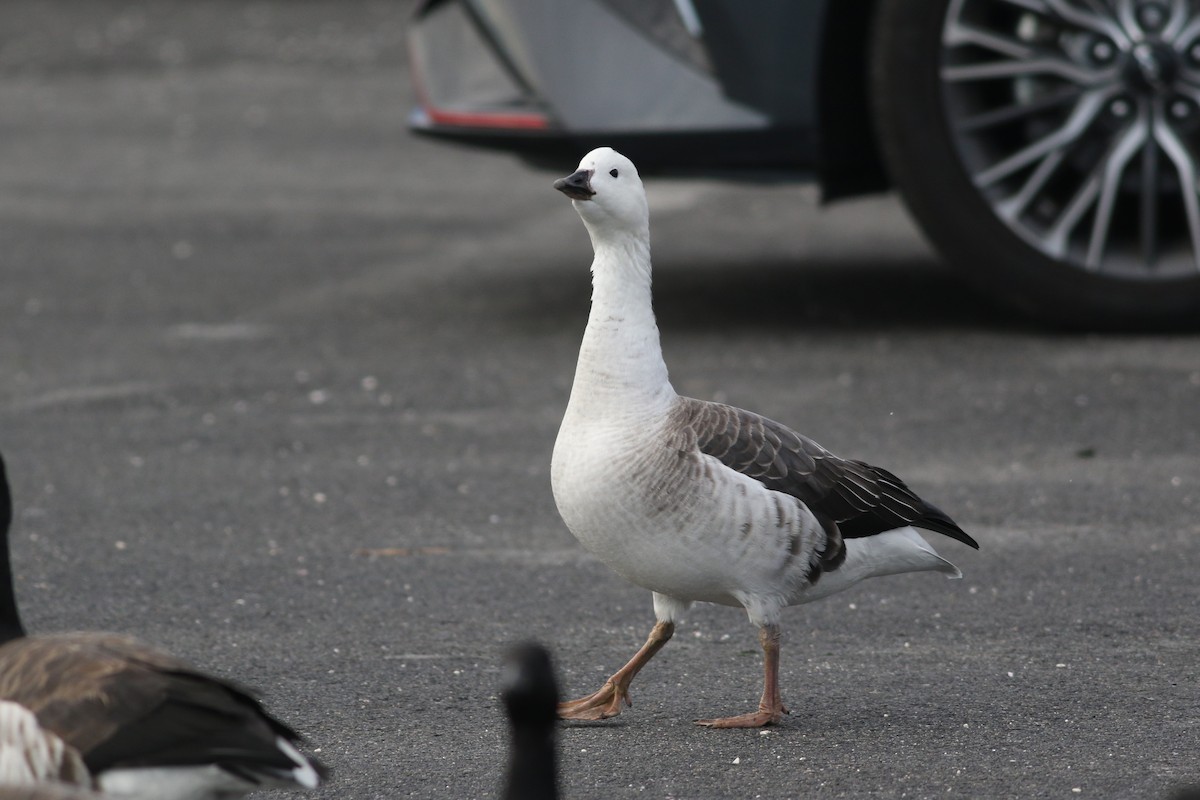 Snow Goose x Brant (hybrid) - ML645801338