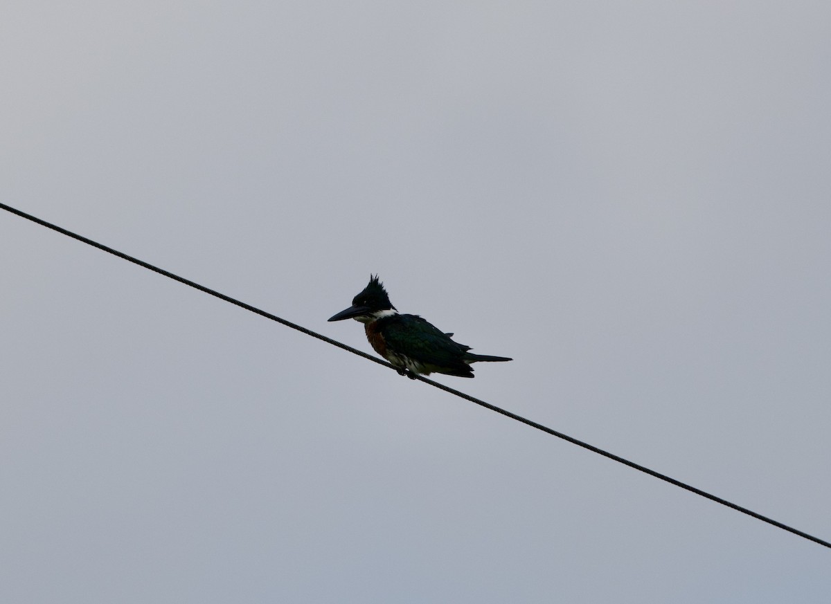 Amazonasfischer - ML645801339