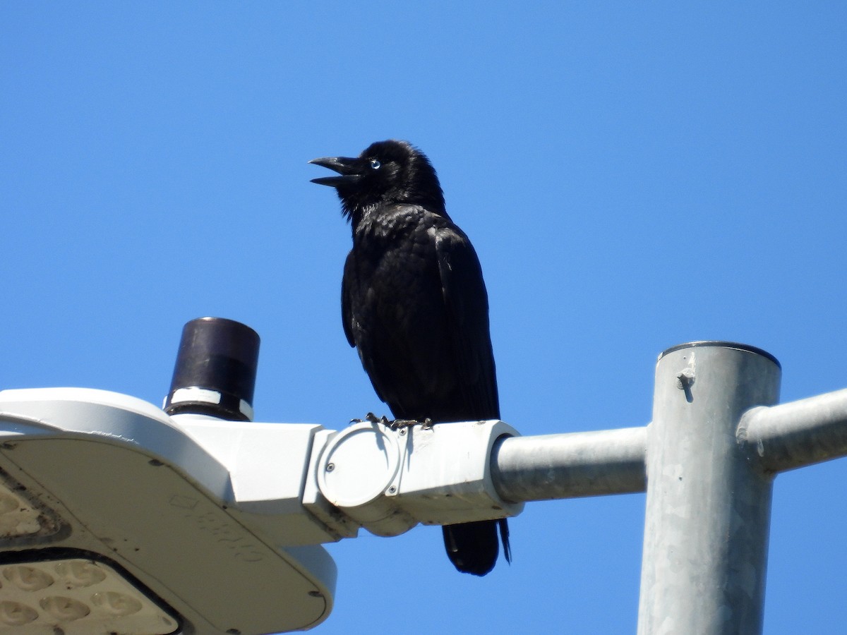 Torresian Crow - ML645801341