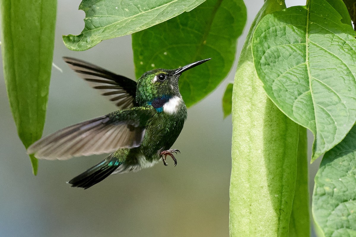 White-throated Daggerbill - ML645801342
