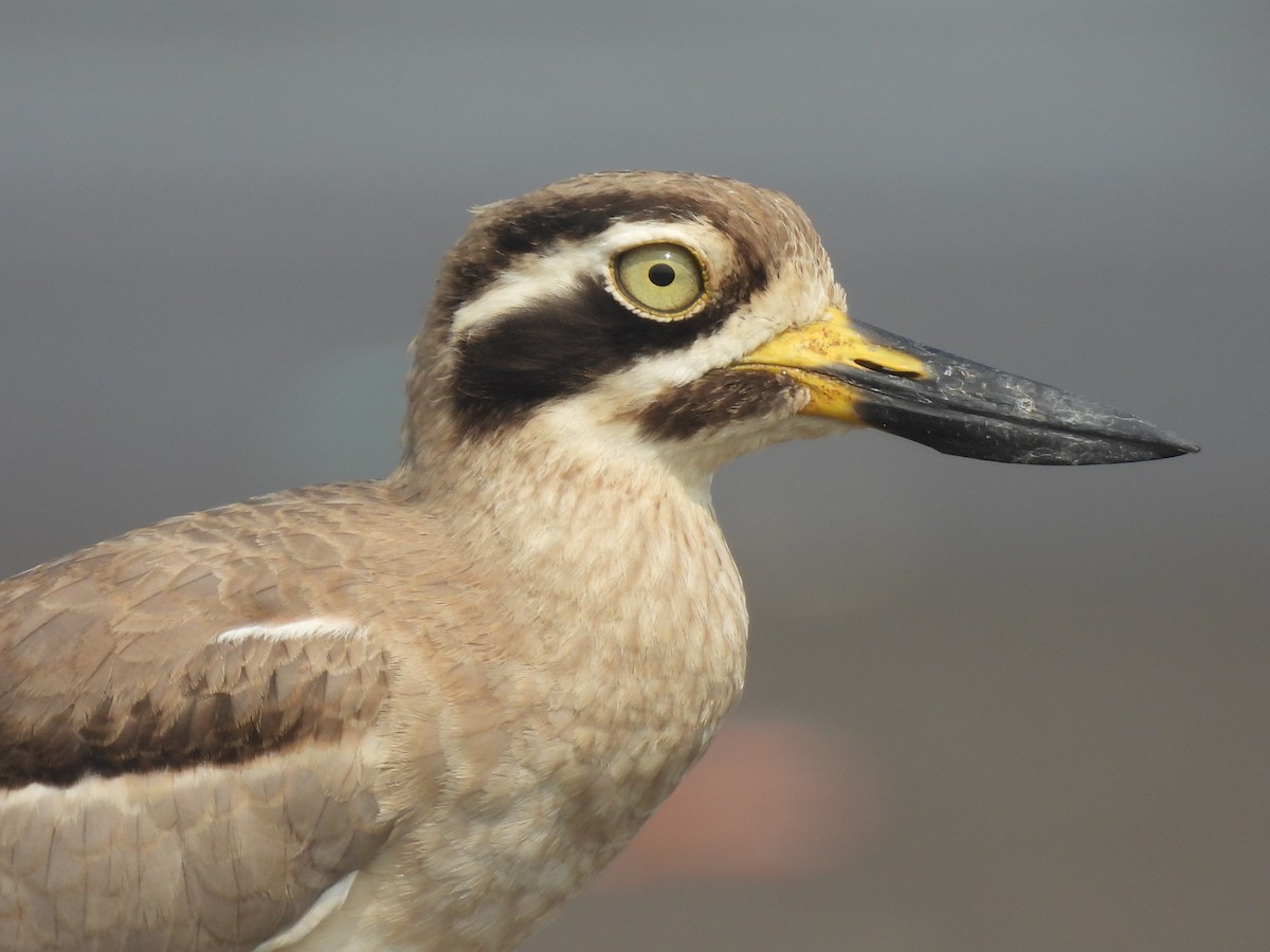 Great Thick-knee - ML645801350