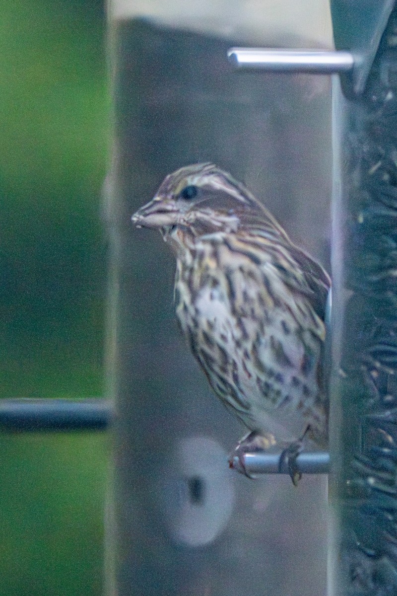Purple Finch (Eastern) - ML645801353
