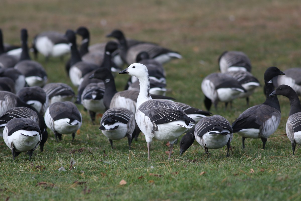 Snow Goose x Brant (hybrid) - ML645801354