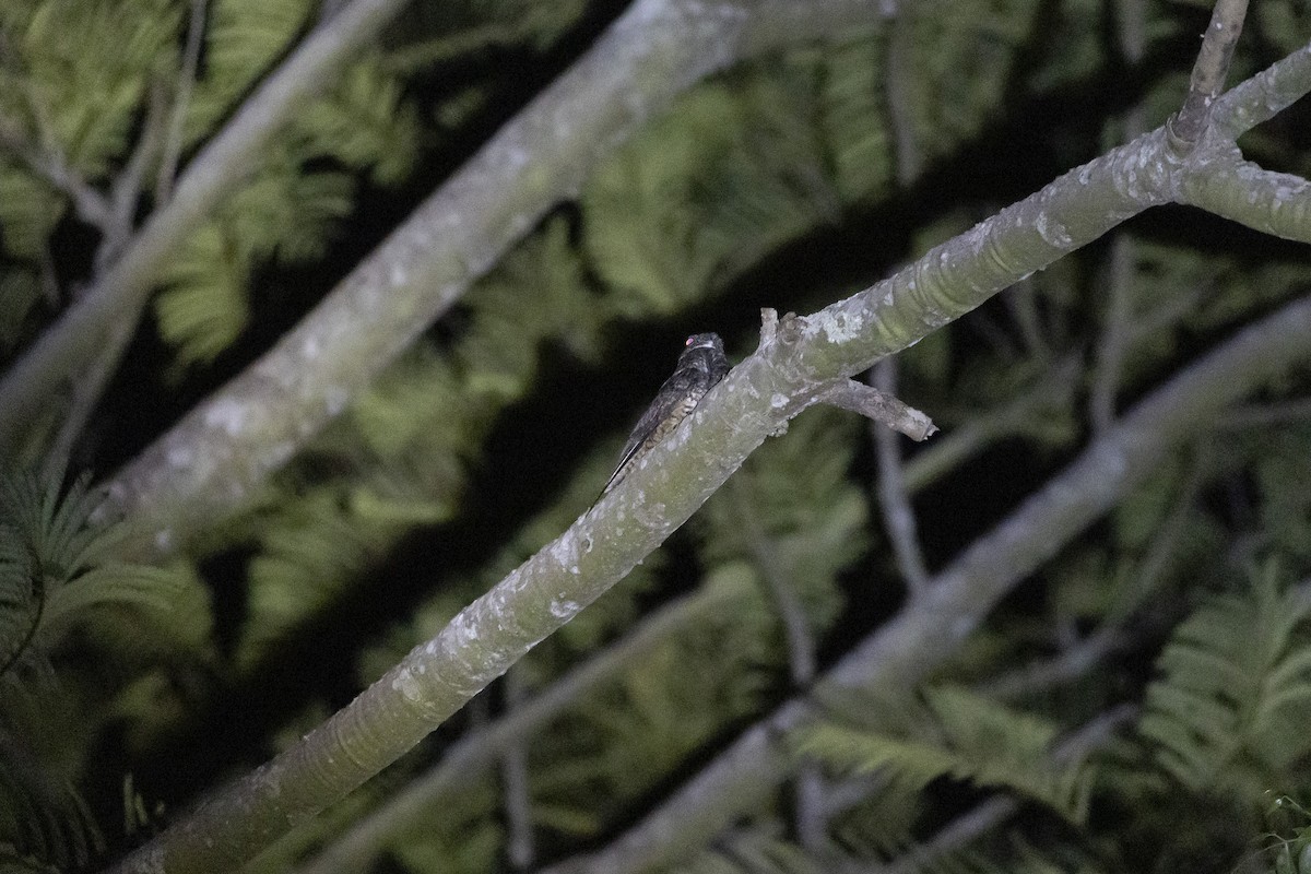 Bändernachtschwalbe - ML645801358