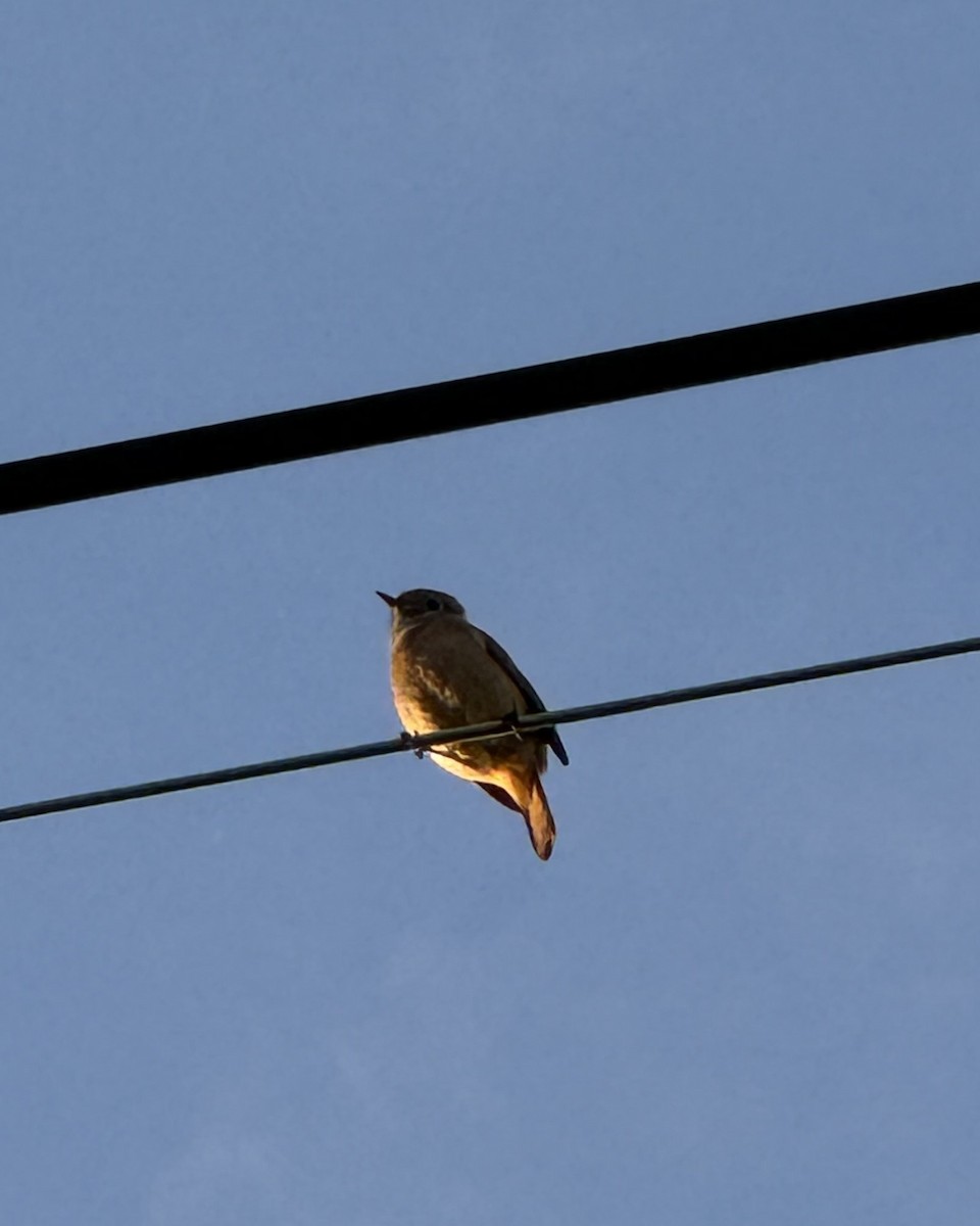 חכלילית סיבירית - ML645801371