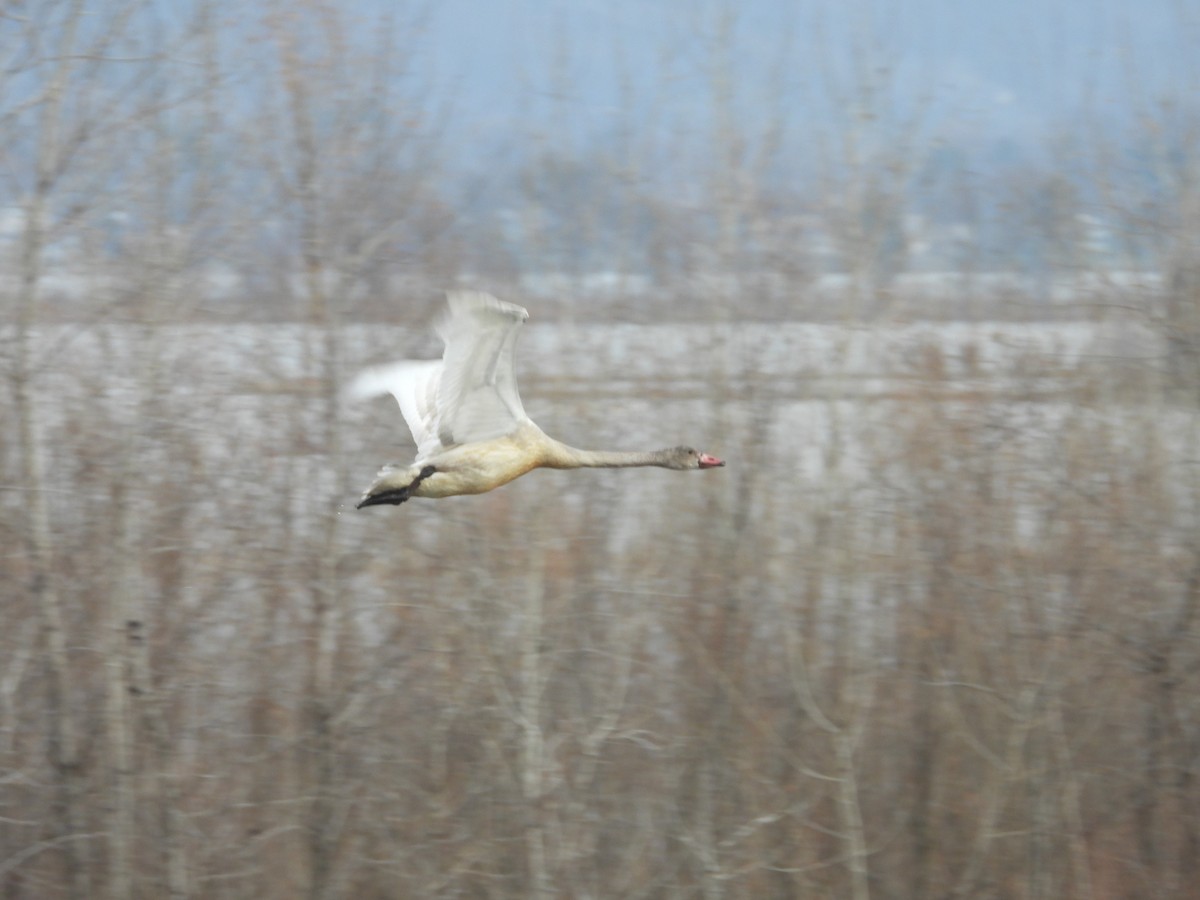 Tundra Swan - ML645801374