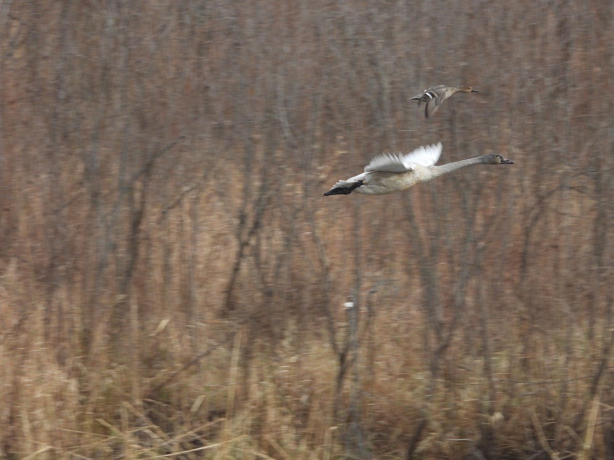 Tundra Swan - ML645801375