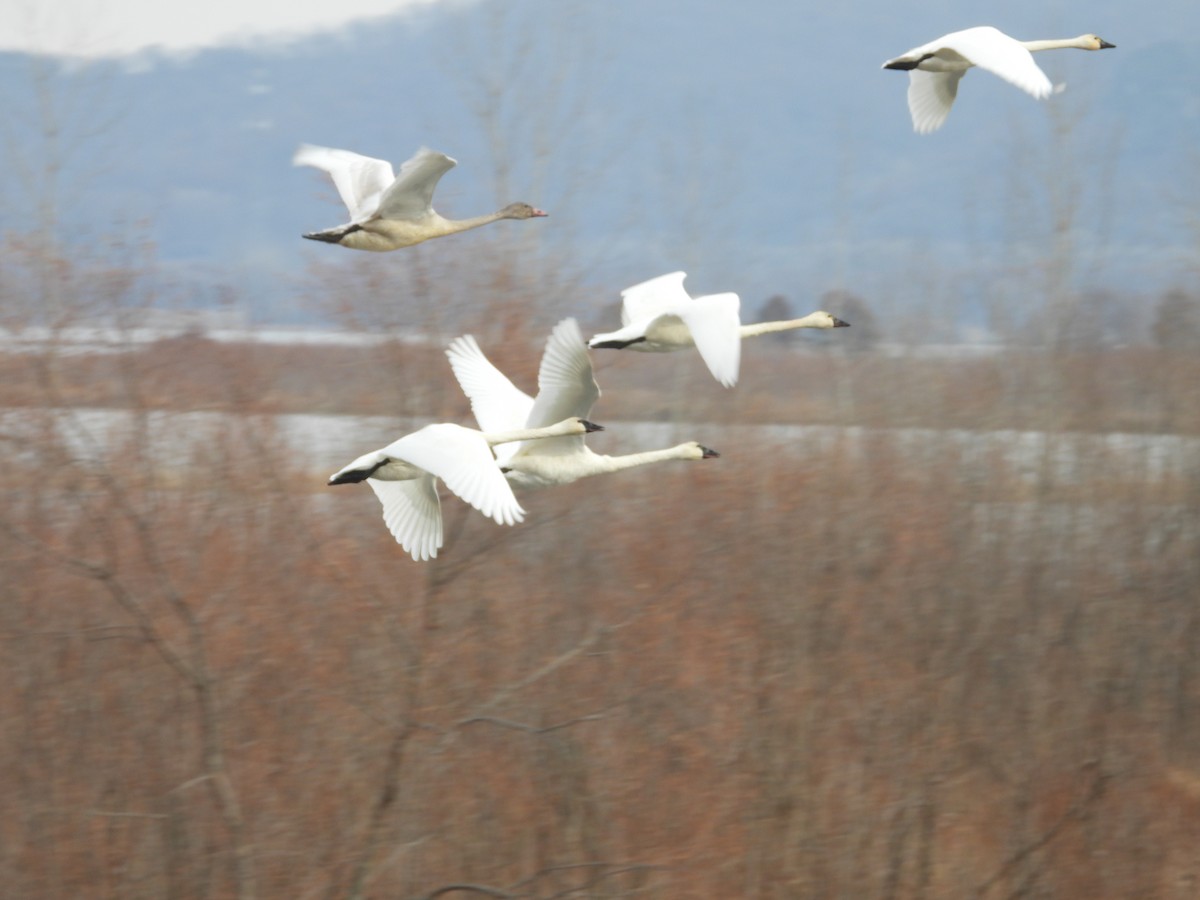 Tundra Swan - ML645801376