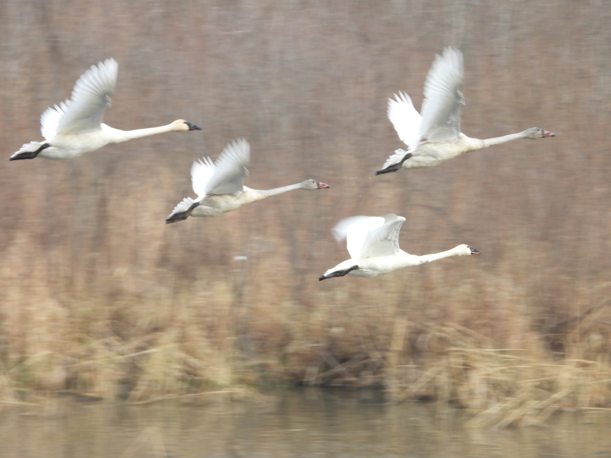 Tundra Swan - ML645801377