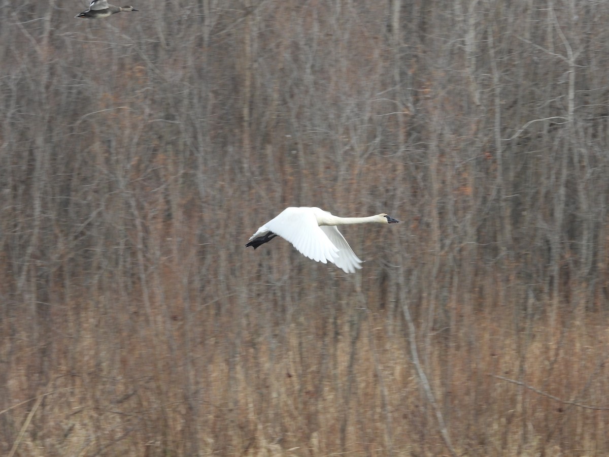 Tundra Swan - ML645801378