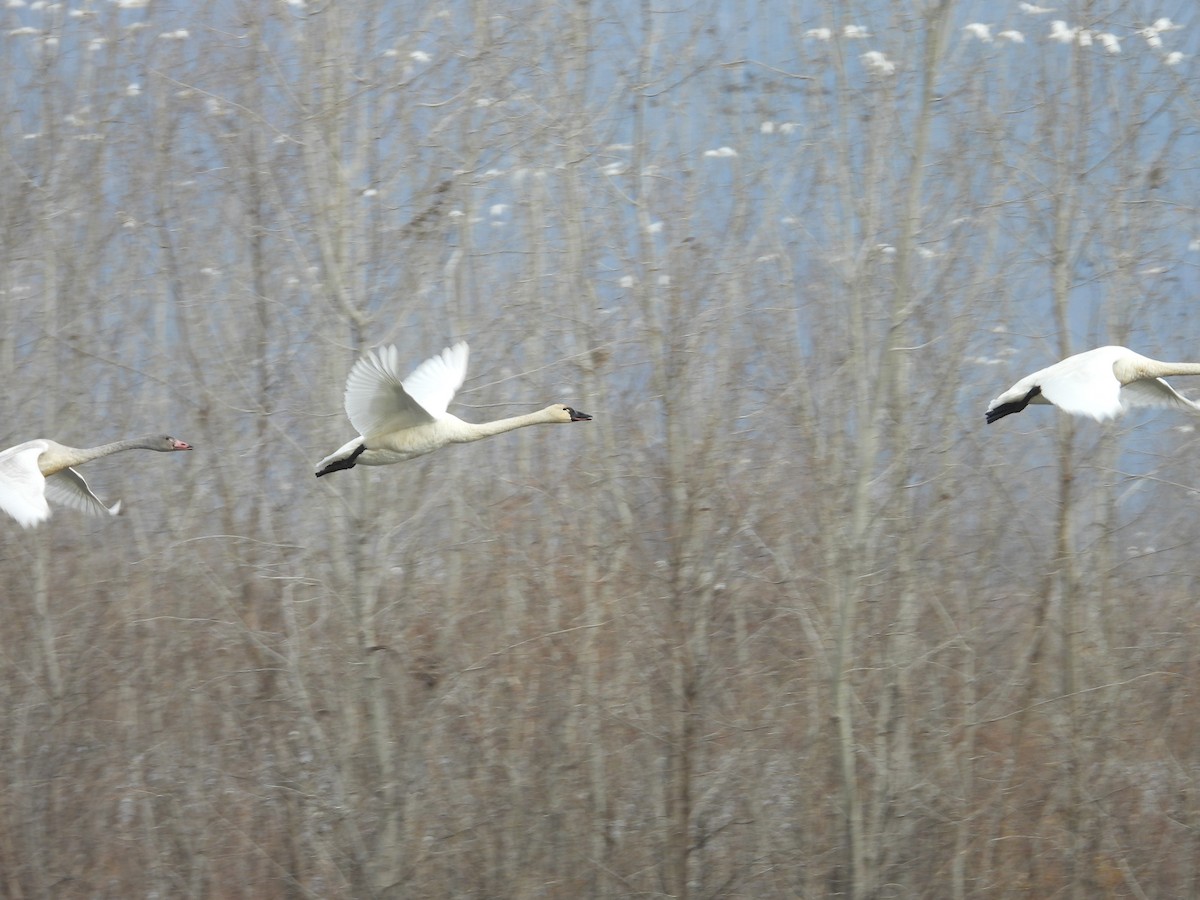 Tundra Swan - ML645801379