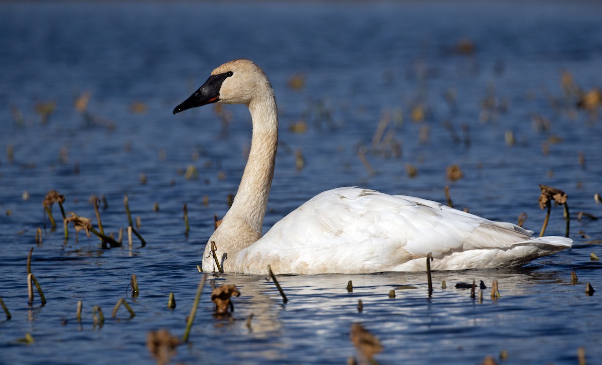 Trumpeter Swan - ML645801385