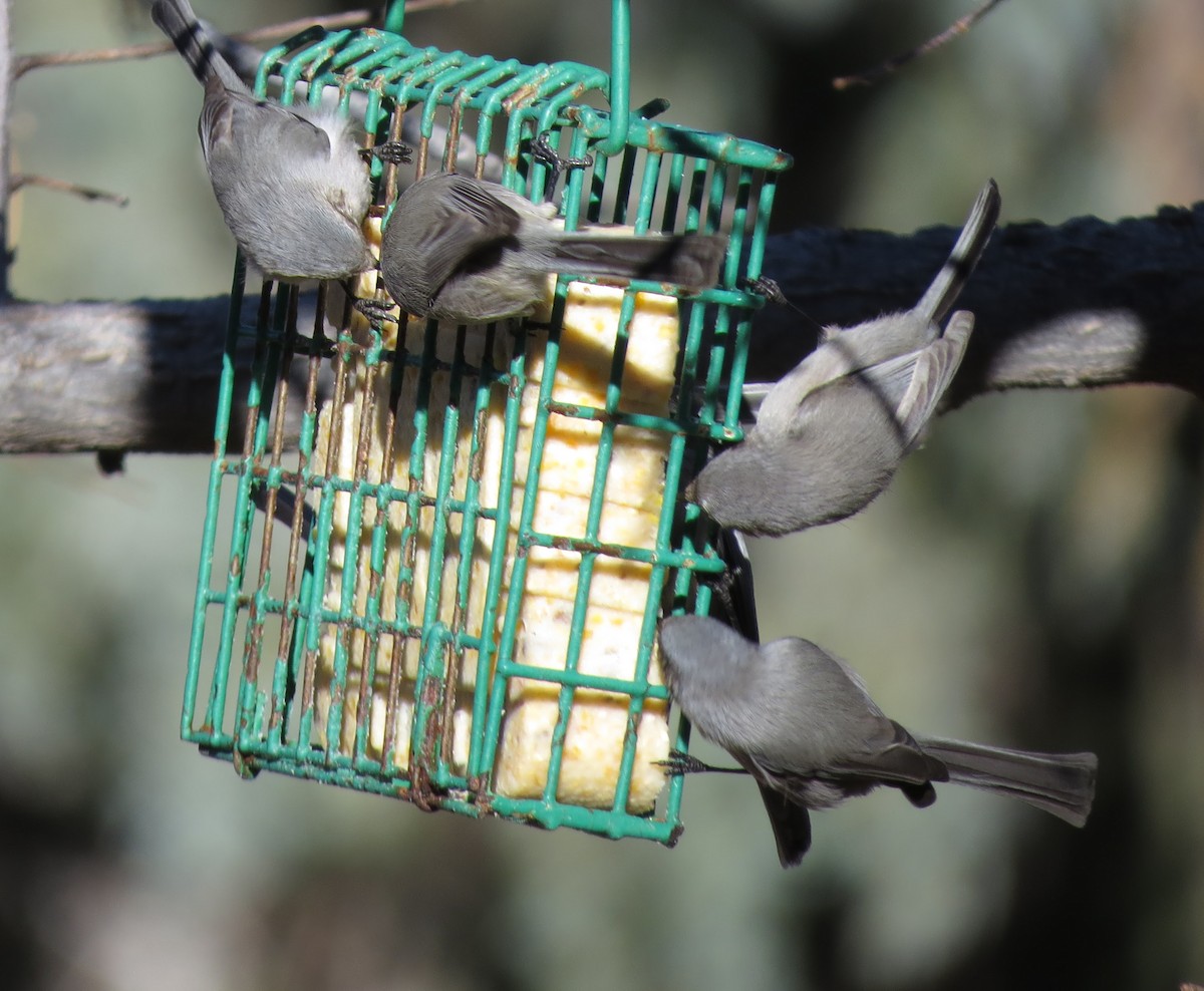Bushtit - ML645801388