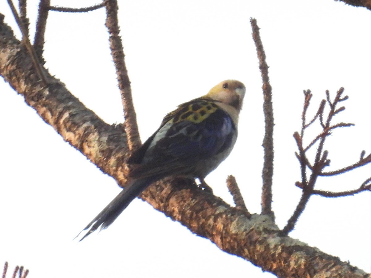 ホオアオサメクサインコ - ML645801390