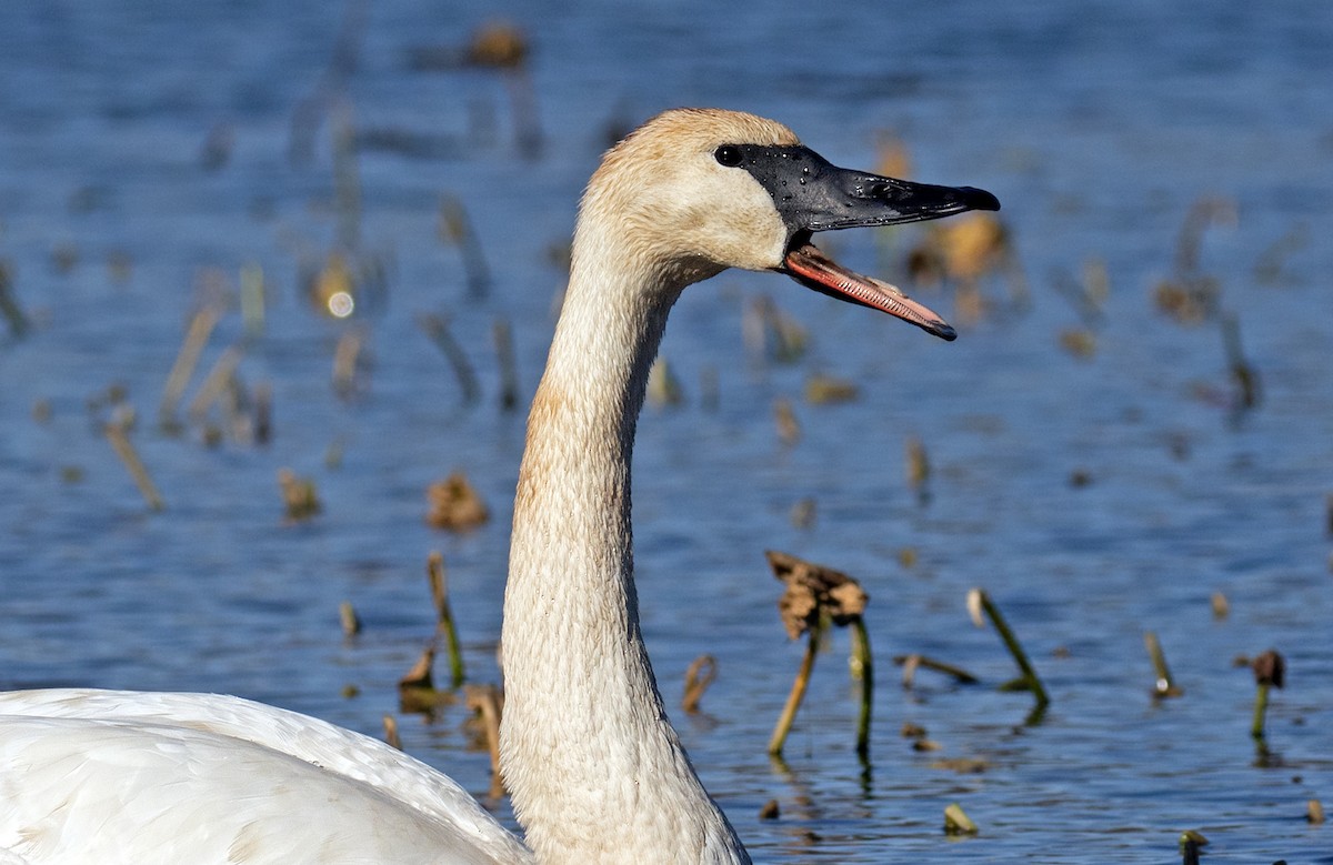 Trumpeter Swan - ML645801397