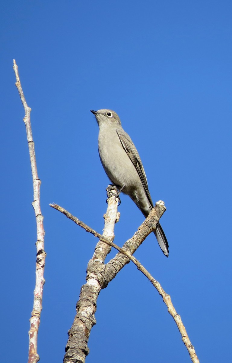 Townsend's Solitaire - ML645801398