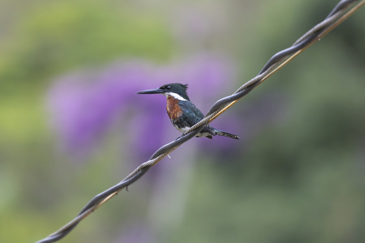 Grünfischer - ML645801400