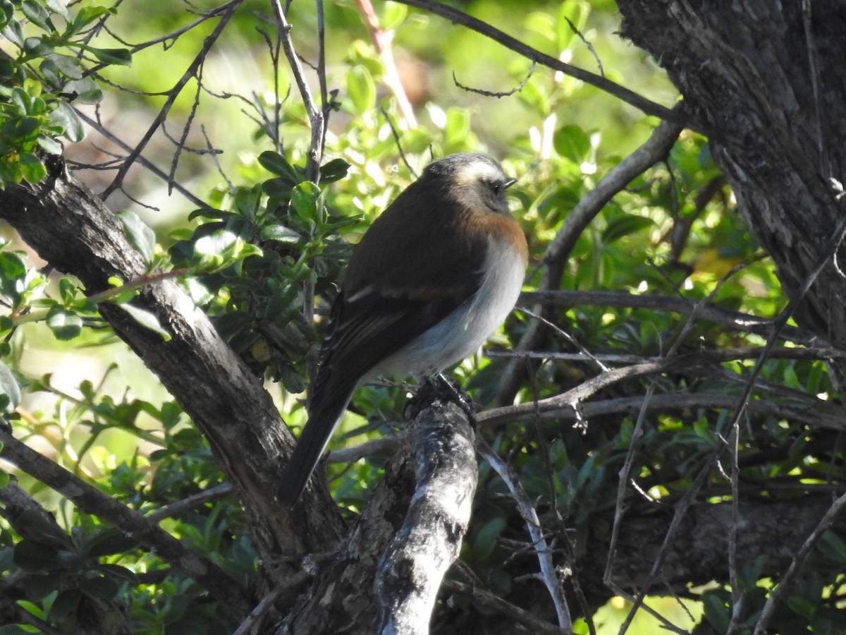 Orangebrust-Schmätzertyrann - ML645801402