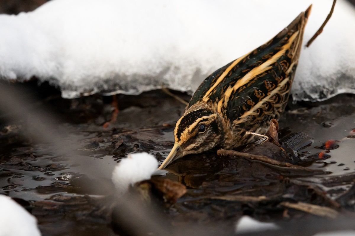 Jack Snipe - ML645801408