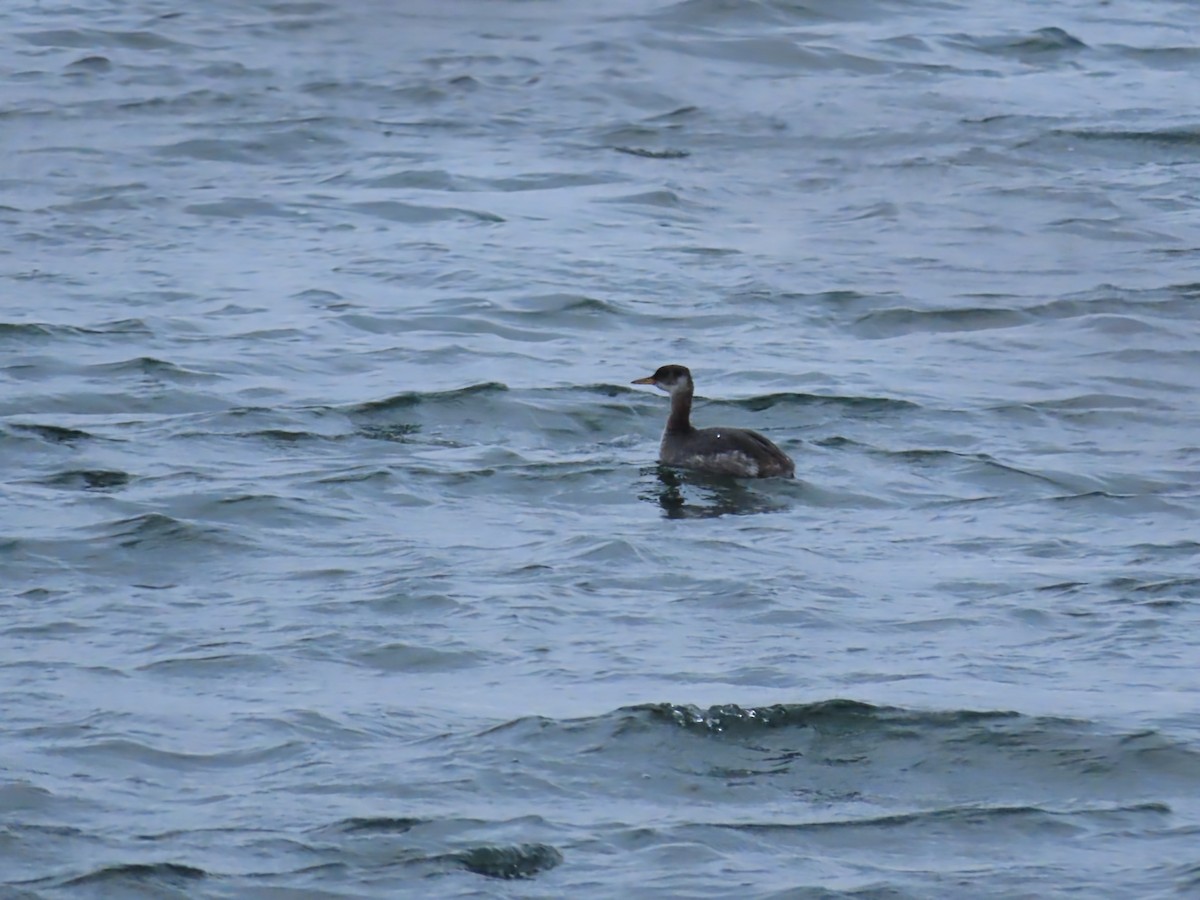 Пірникоза сірощока - ML645801411