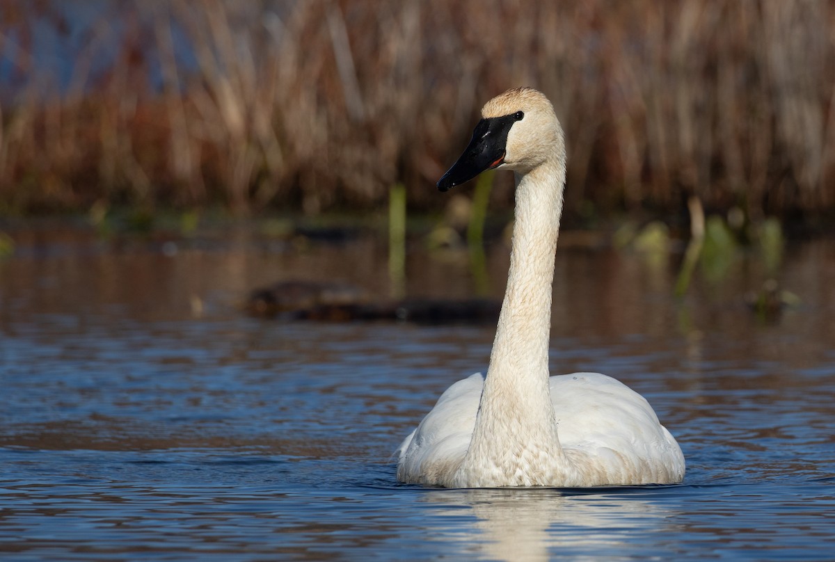 Trumpeter Swan - ML645801412