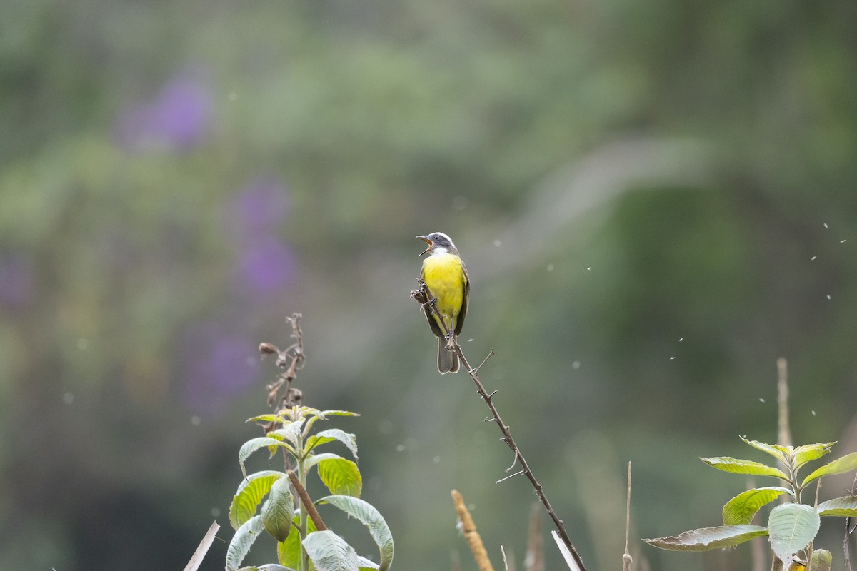 Rotscheitel-Maskentyrann - ML645801420