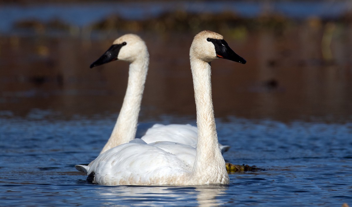 Trumpeter Swan - ML645801422