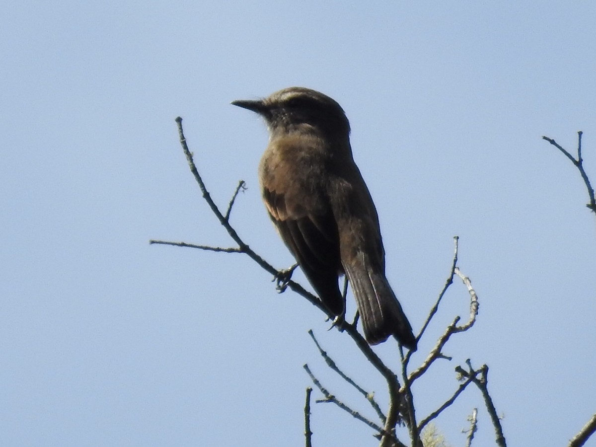 Streak-throated Bush-Tyrant - ML645801423