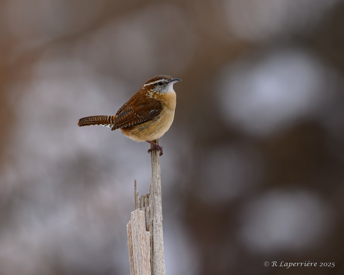 Carolina Wren - ML645801426