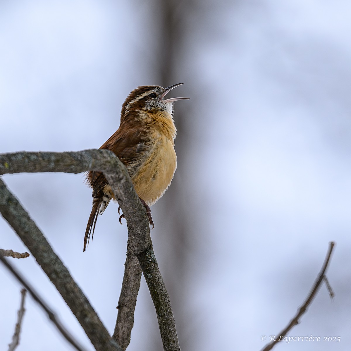 Carolina Wren - ML645801427