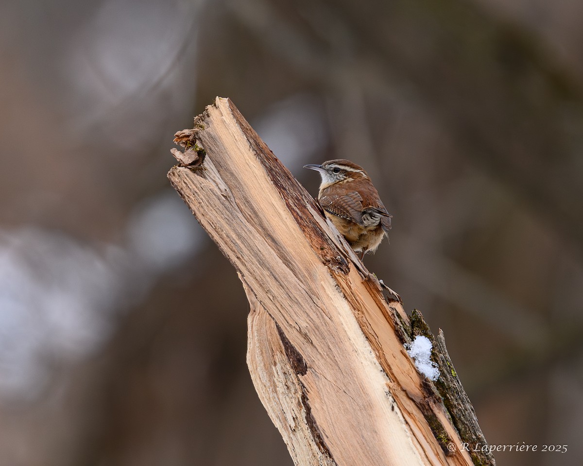 Carolina Wren - ML645801428