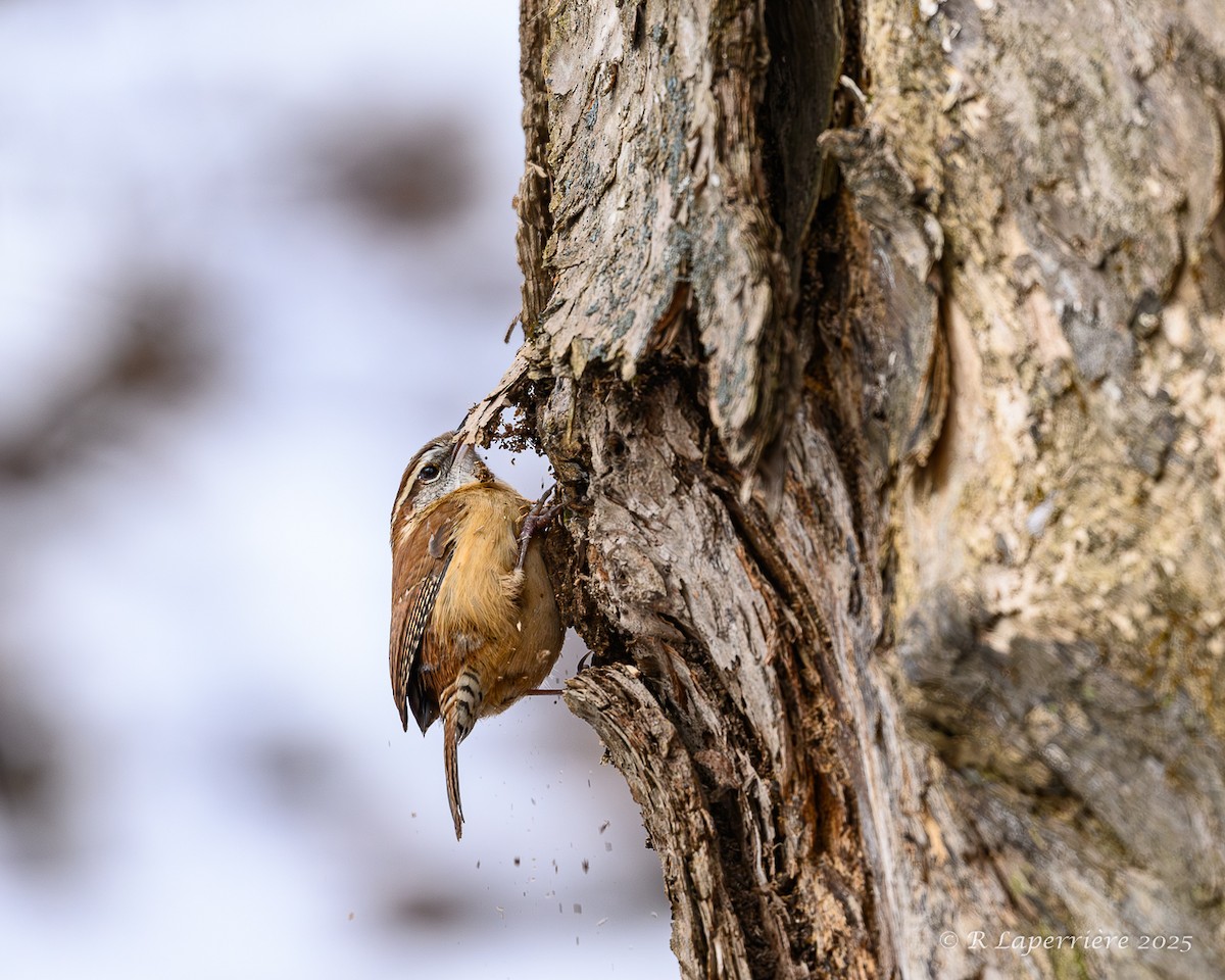 Carolina Wren - ML645801429