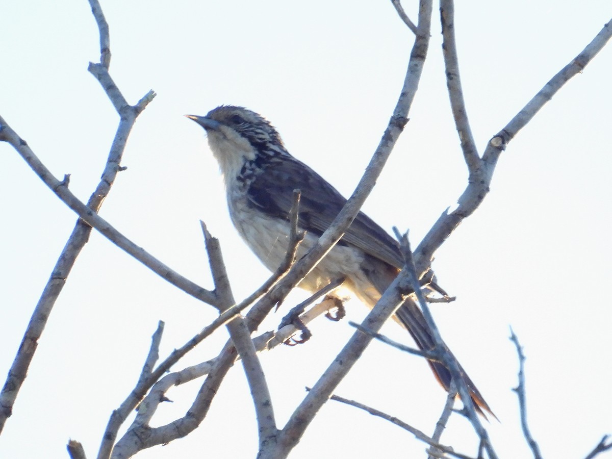 Striped Honeyeater - ML645801435