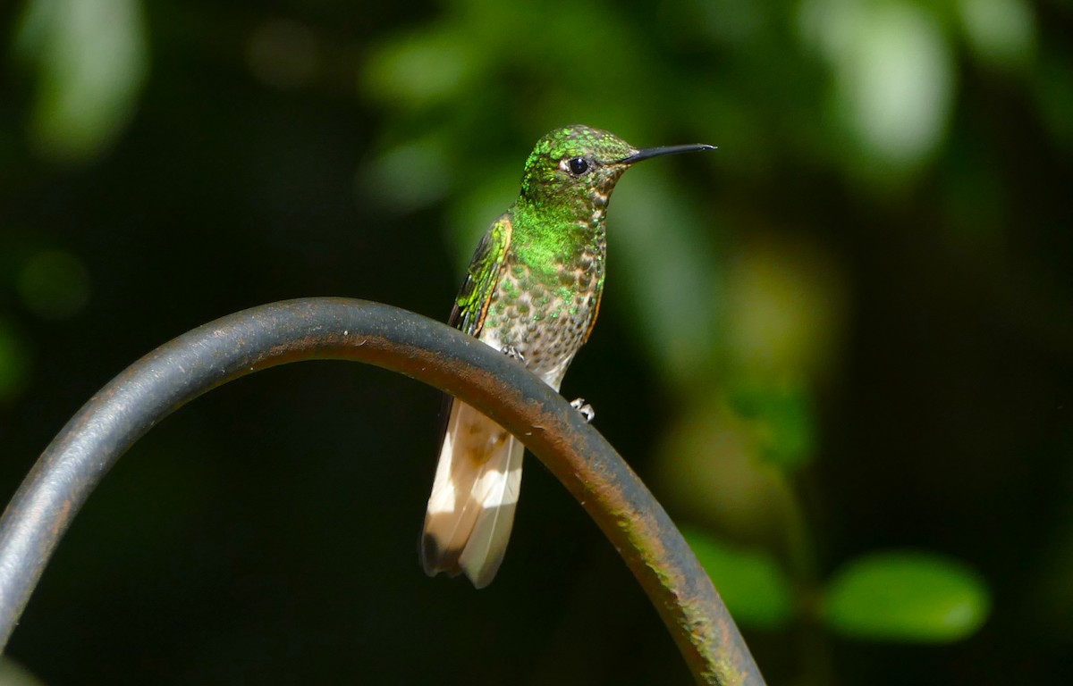 Buff-tailed Coronet - ML645801472