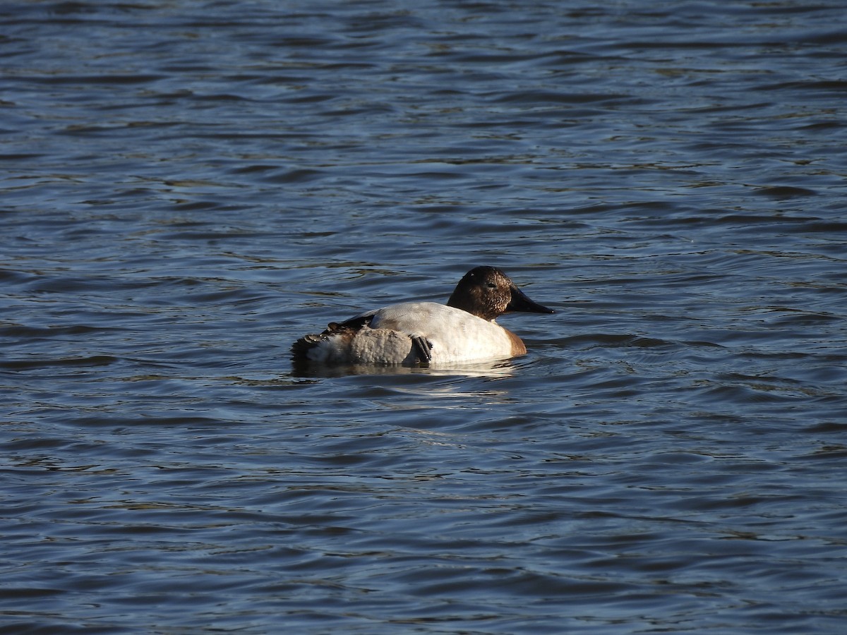 Murgilari bizkarzuria - ML645801473