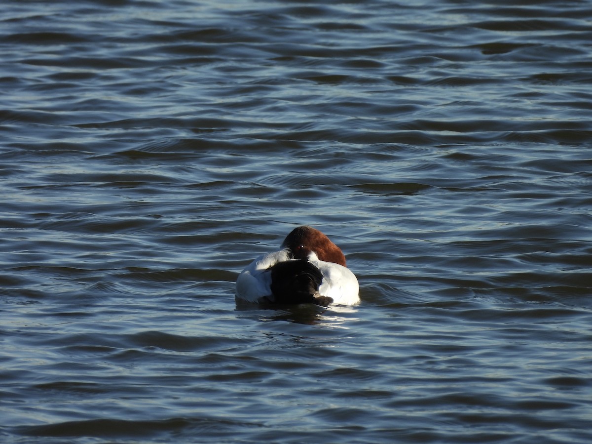 Murgilari bizkarzuria - ML645801475