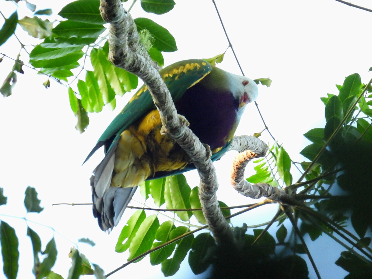 Wompoo Fruit-Dove - ML645801485