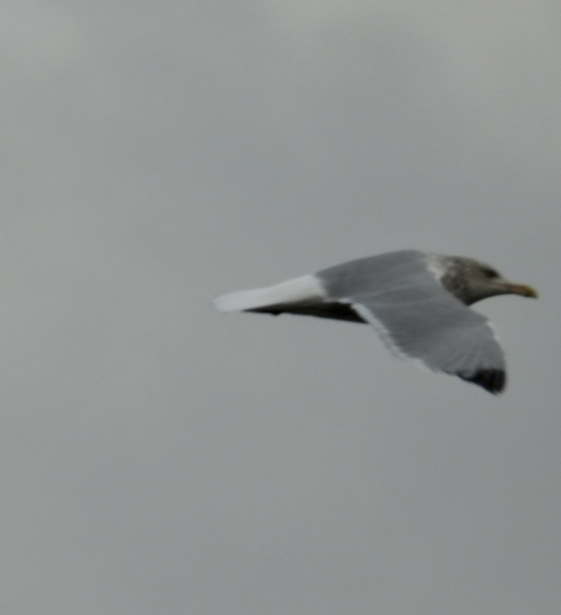 American Herring Gull - ML645801489