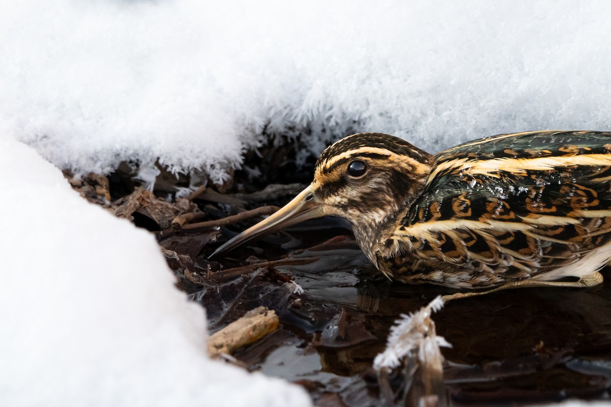 Jack Snipe - ML645801495