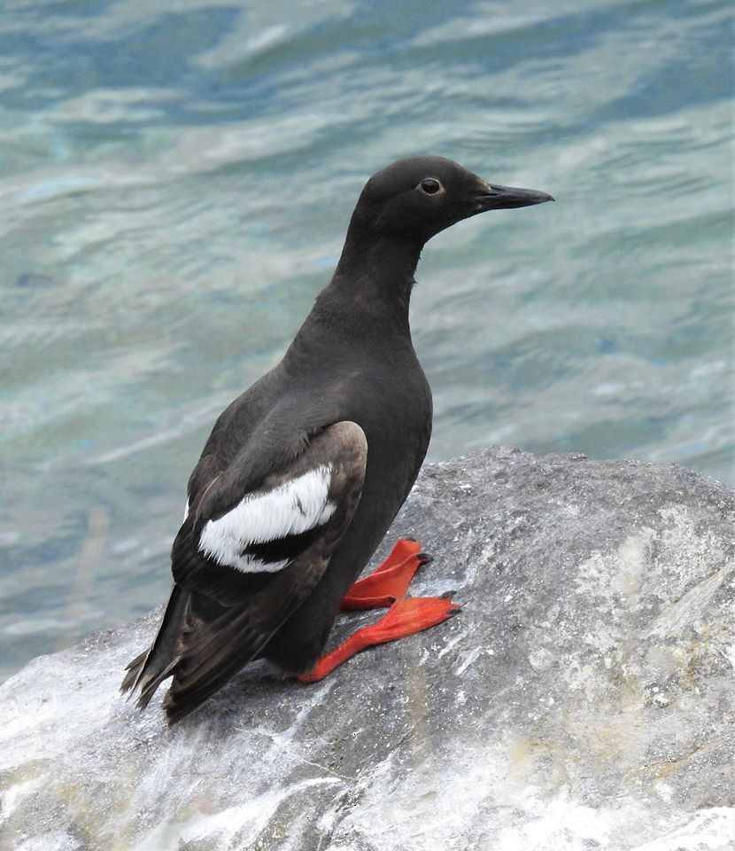 Pigeon Guillemot - ML64580151