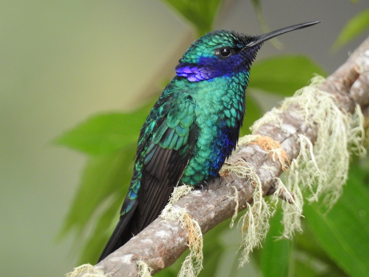 fiolørekolibri - ML645801532