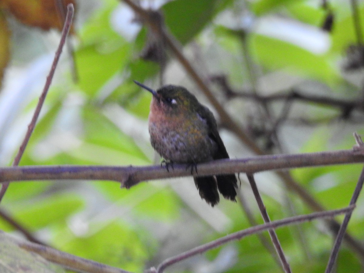 Tyrian Metaltail - ML645801536