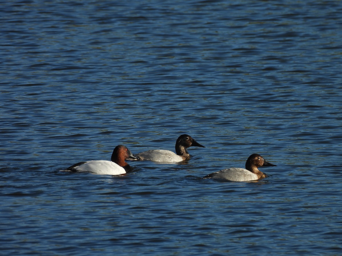 Murgilari bizkarzuria - ML645801549