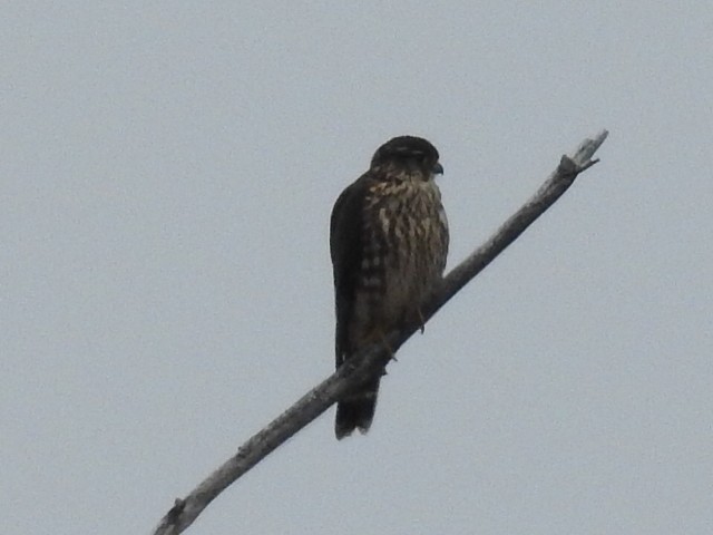 Merlin (Taiga) - ML645801551