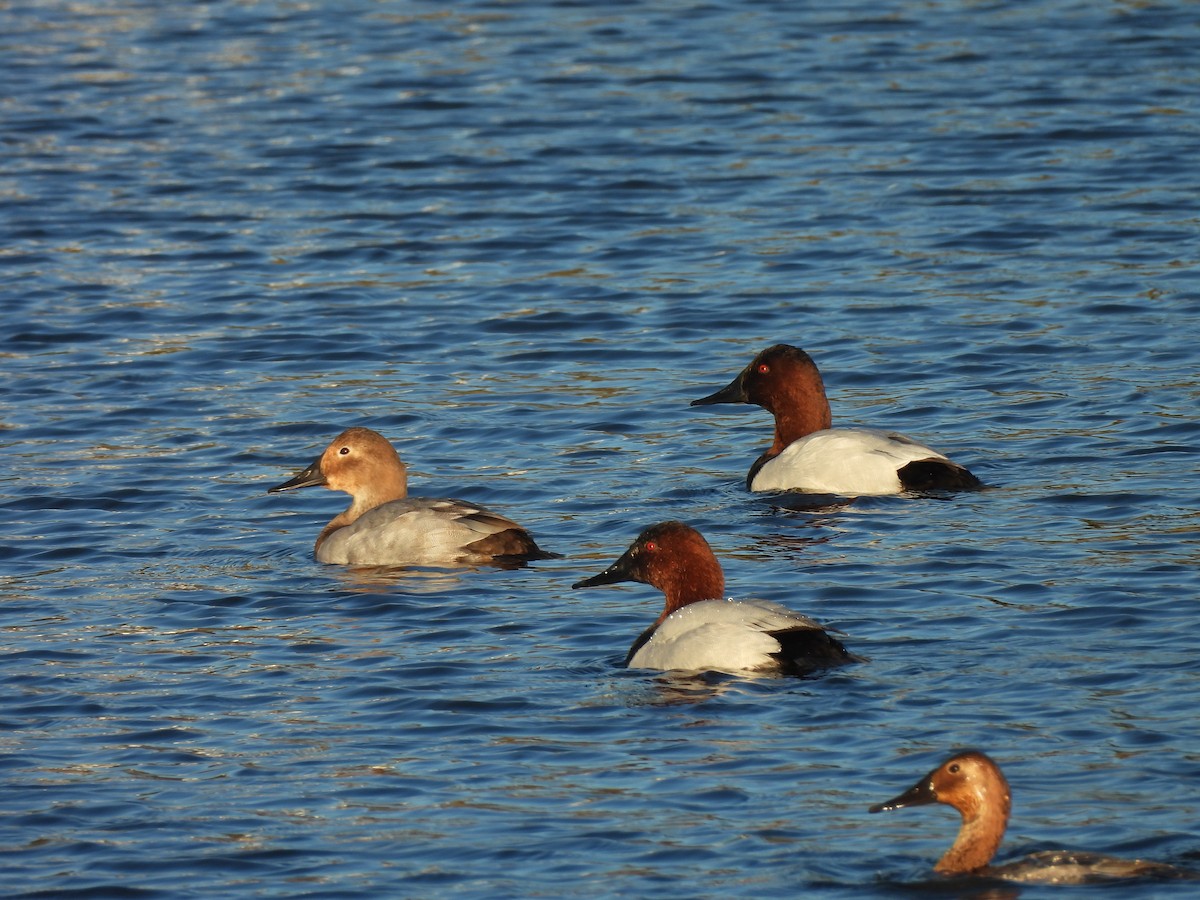 Murgilari bizkarzuria - ML645801558