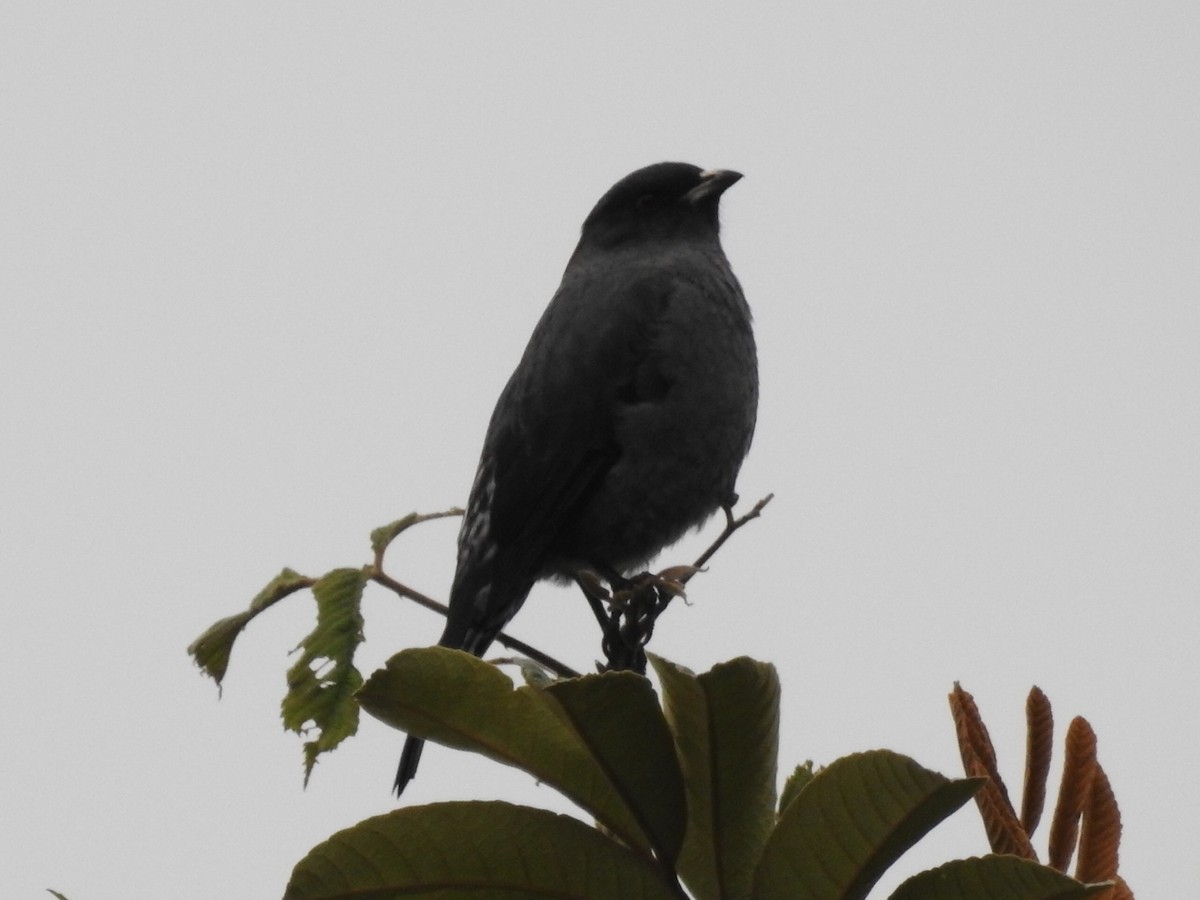 Red-crested Cotinga - ML645801560