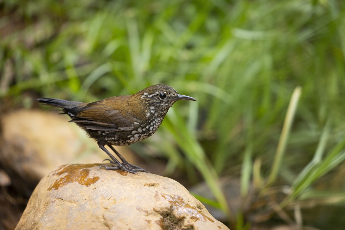 Flussuferschlüpfer - ML645801562