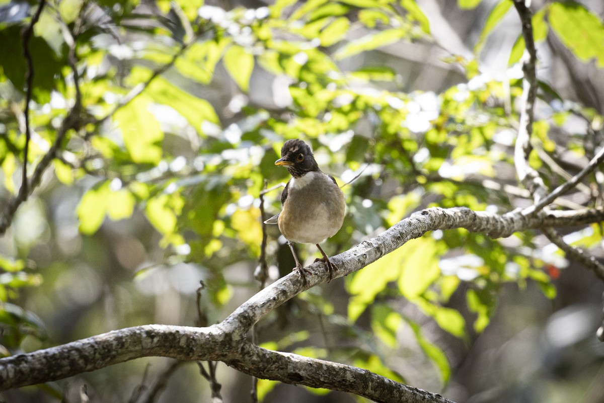 Halbringdrossel - ML645801579